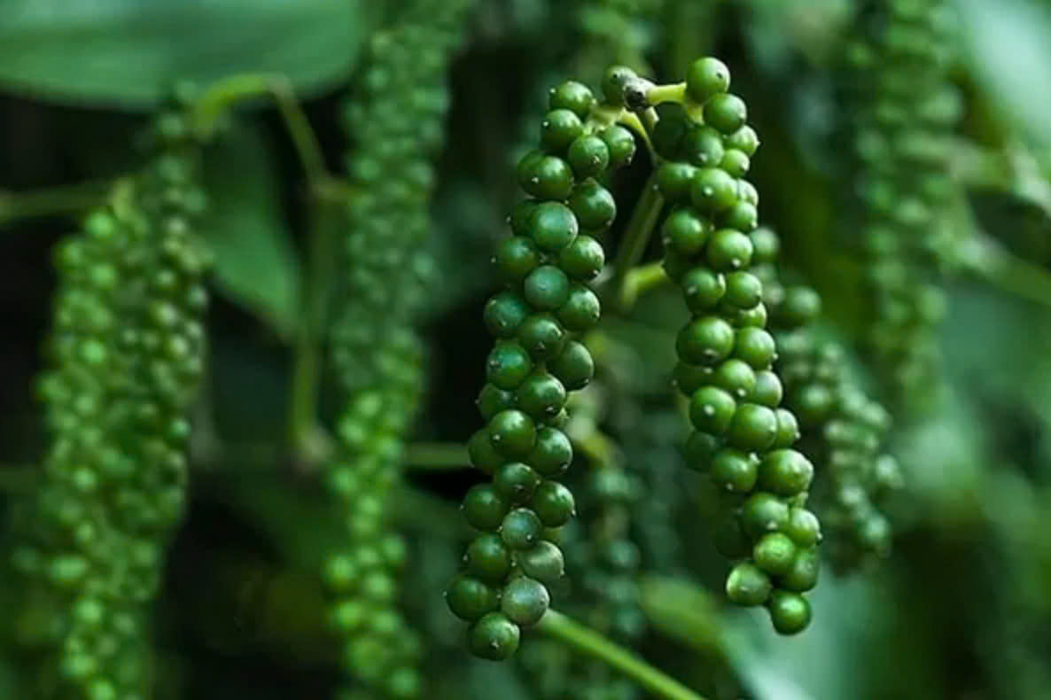 Gia vị Việt Nam mở rộng dư địa tại thị trường Thụy Điển