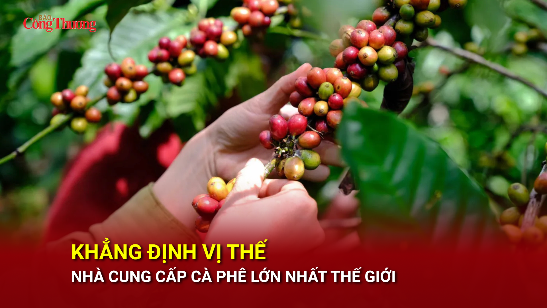 Khẳng định vị thế nhà cung cấp cà phê lớn nhất thế giới