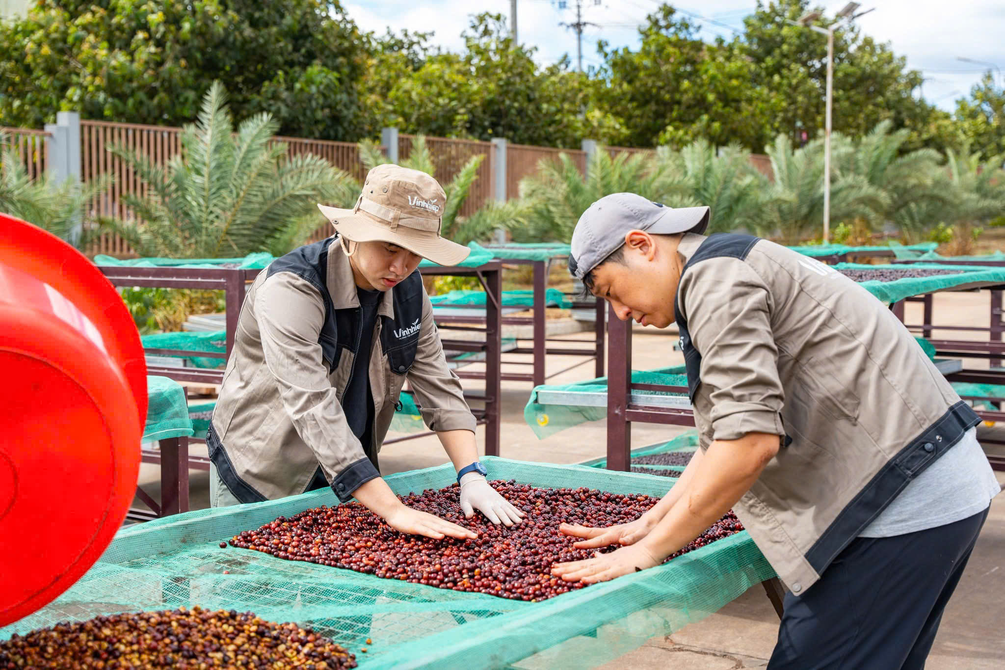 Gia Lai tìm đường thoát 'bẫy xuất thô', hướng tới thủ phủ Robusta xanh