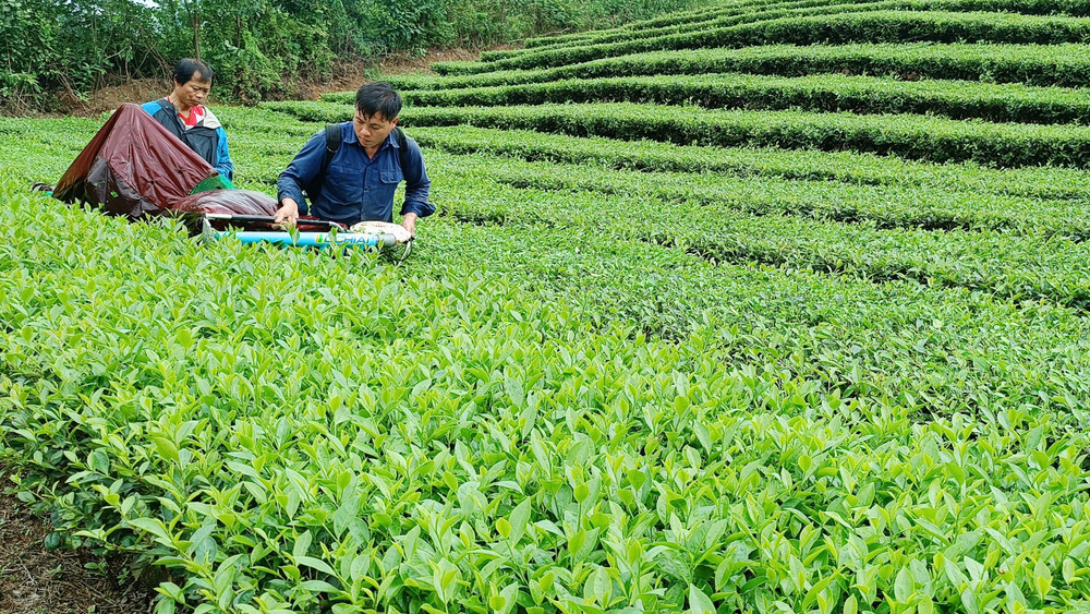 Lào Cai triển khai giải pháp gỡ khó cho tiêu thụ chè