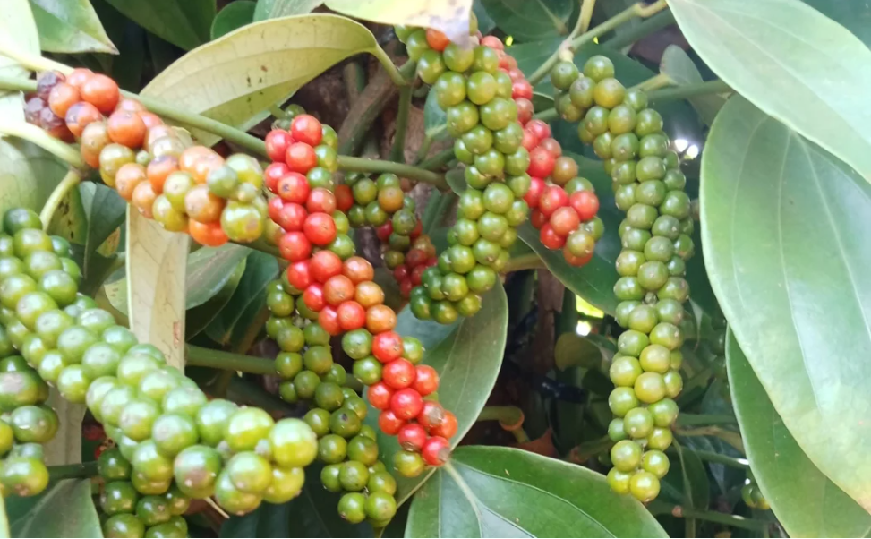 Nguồn cung thắt chặt, thị trường hồ tiêu 2026 áp lực tăng giá