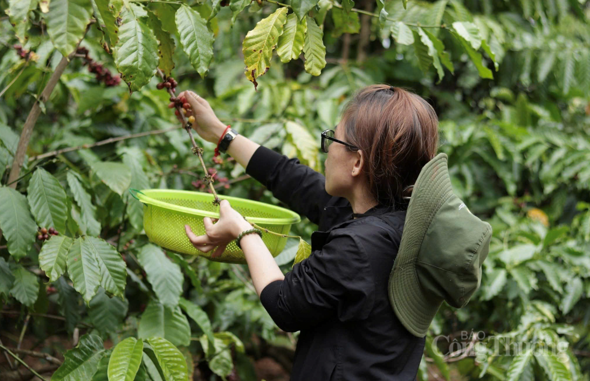 Giá cà phê hôm nay 8/4/2026: Trong nước 'lặng sóng'