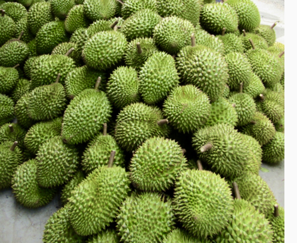 Vĩnh Long chuẩn hóa vùng trồng sầu riêng, mở rộng thị trường xuất khẩu