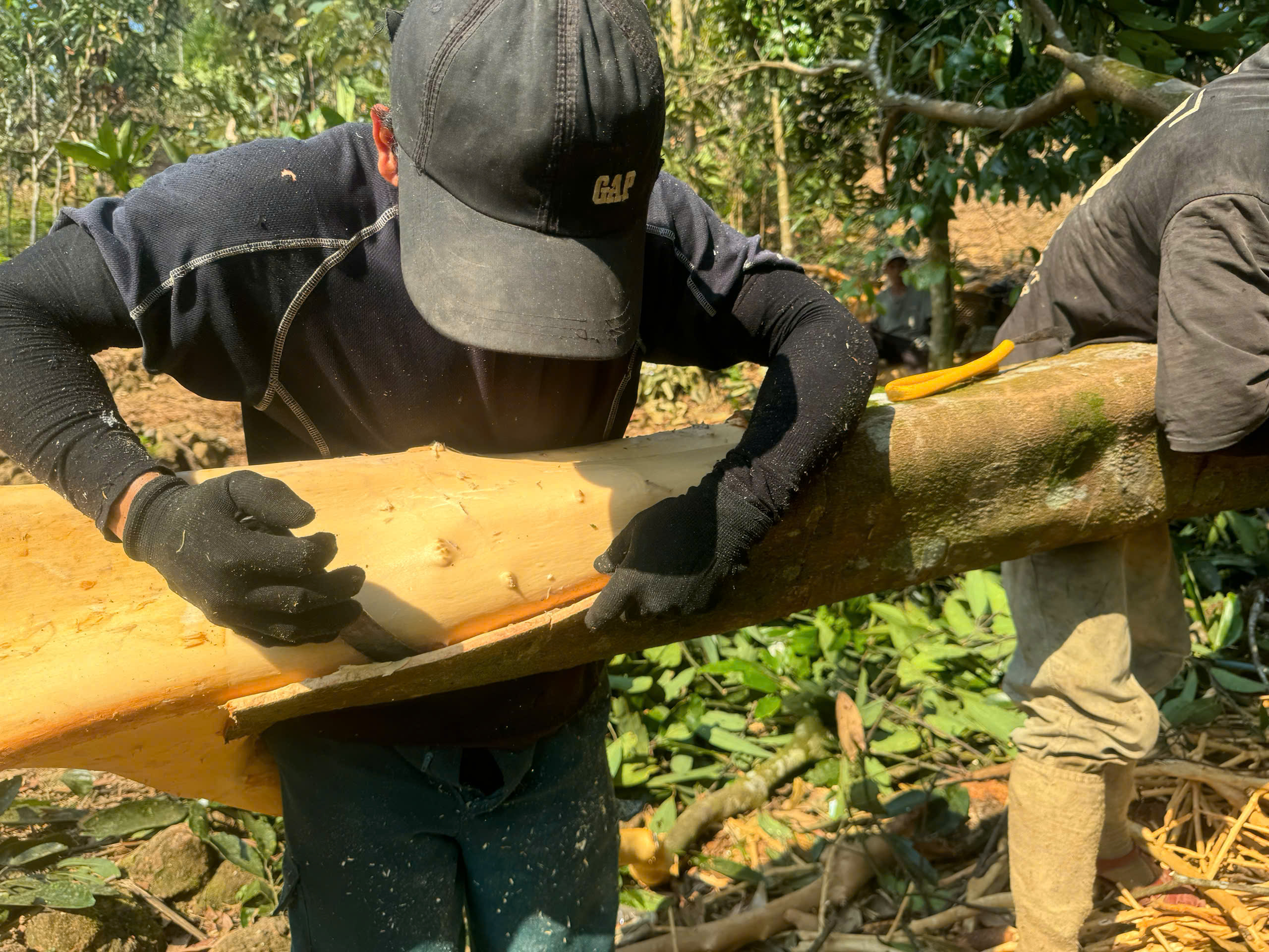 Quảng Ngãi: Mùa quế Trà Bồng và bài toán nâng giá trị sản phẩm