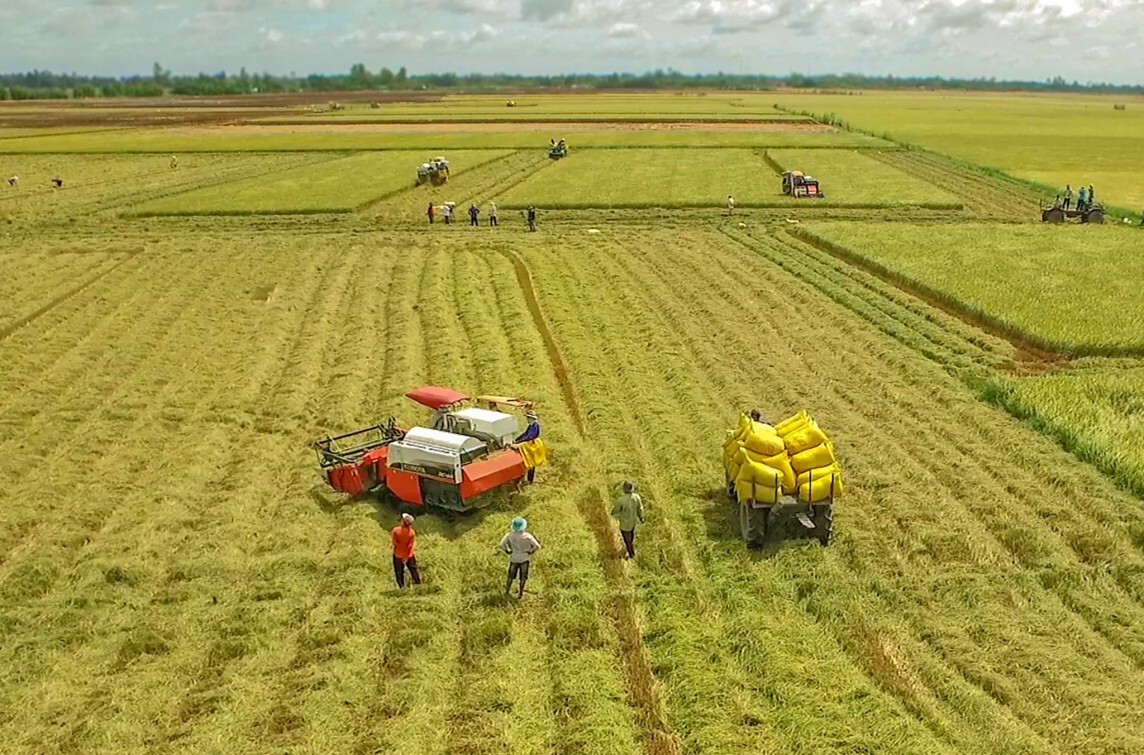 Hiệu quả từ đề án 1 triệu ha lúa chất lượng cao: Nâng giá trị, đổi tư duy