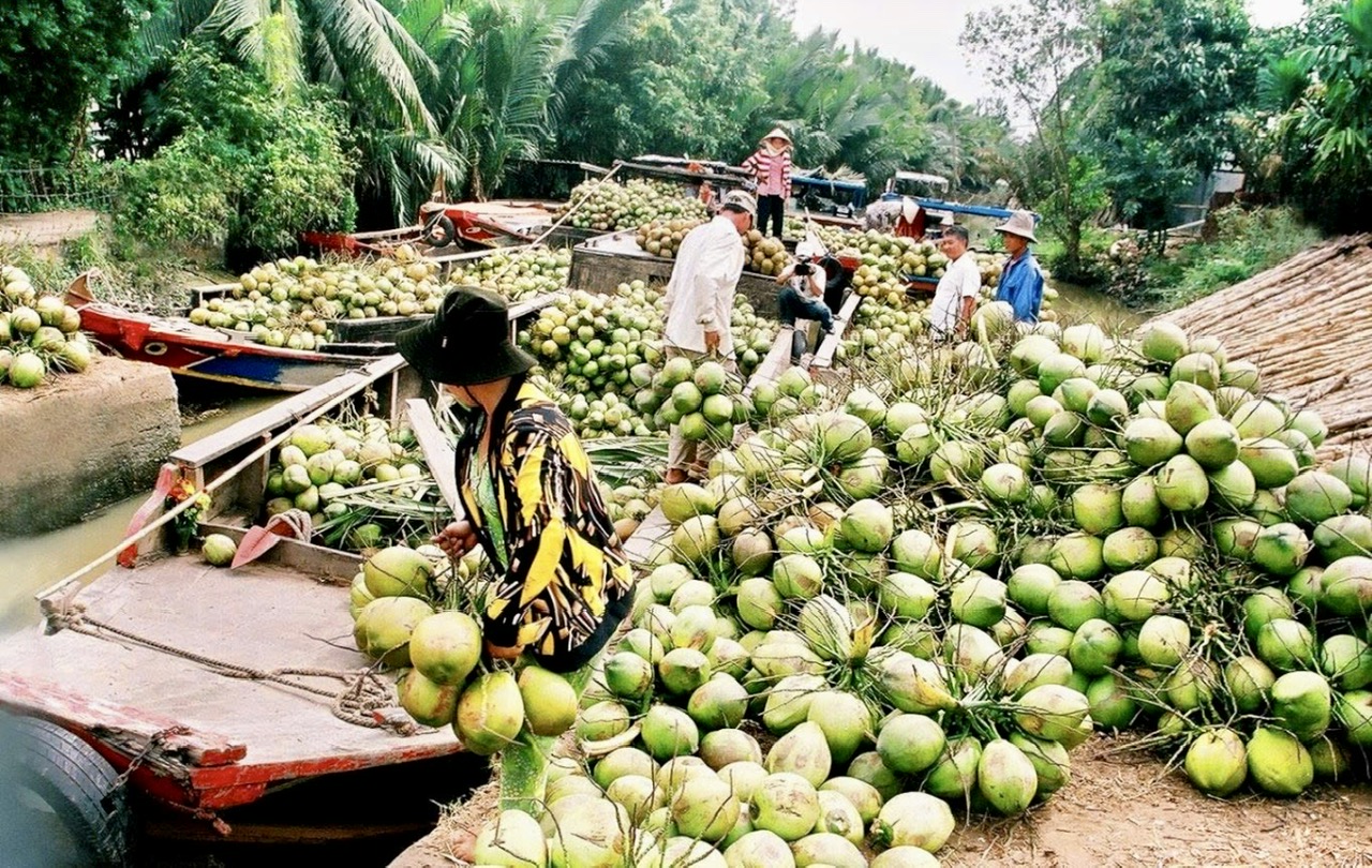 Vĩnh Long hướng tới mục tiêu xuất khẩu tỷ USD từ dừa
