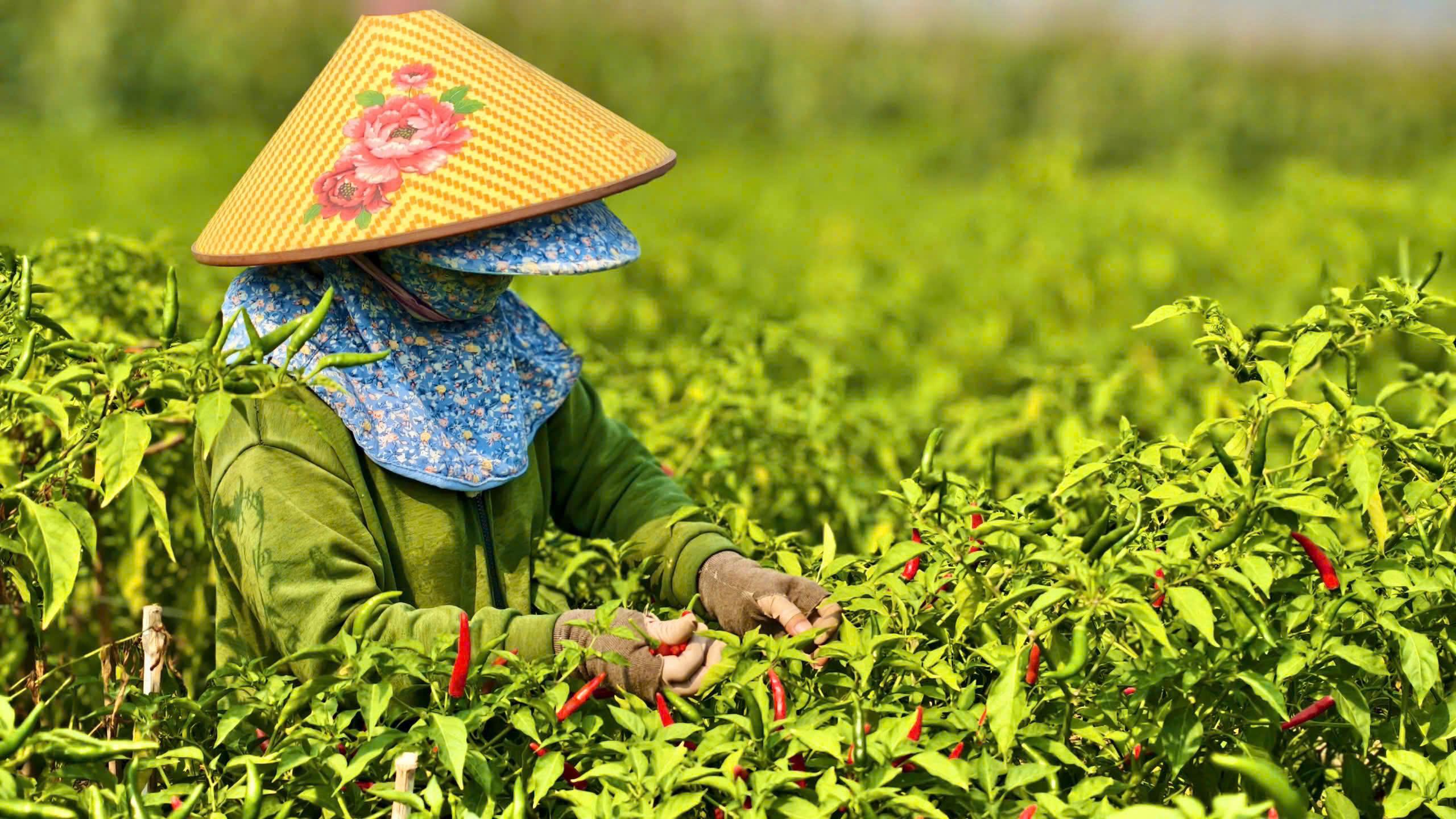 Quảng Ngãi: Cần lời giải căn cơ để thoát cảnh ‘được mùa mất giá’