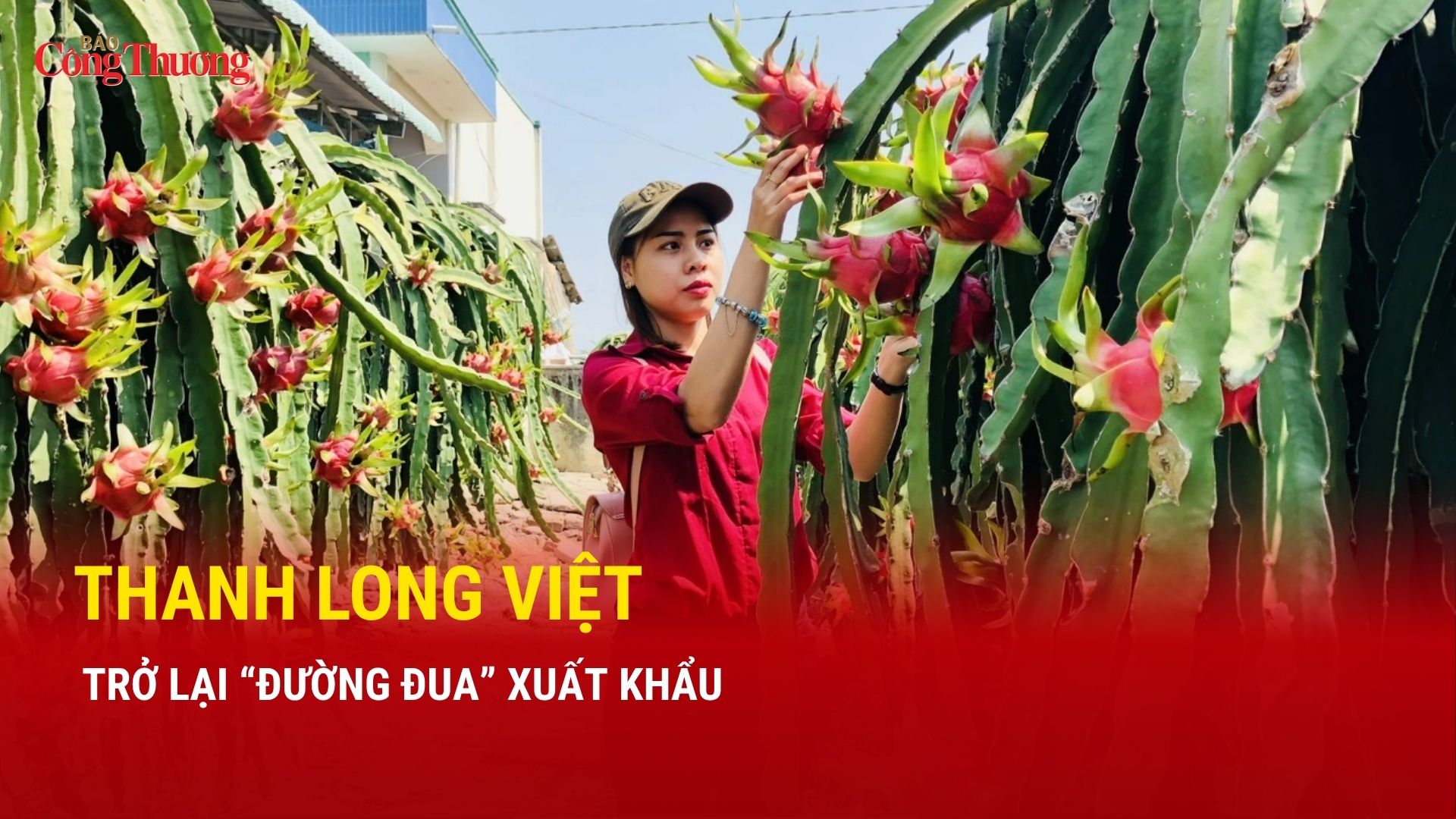 Thanh long Việt trở lại “đường đua” xuất khẩu