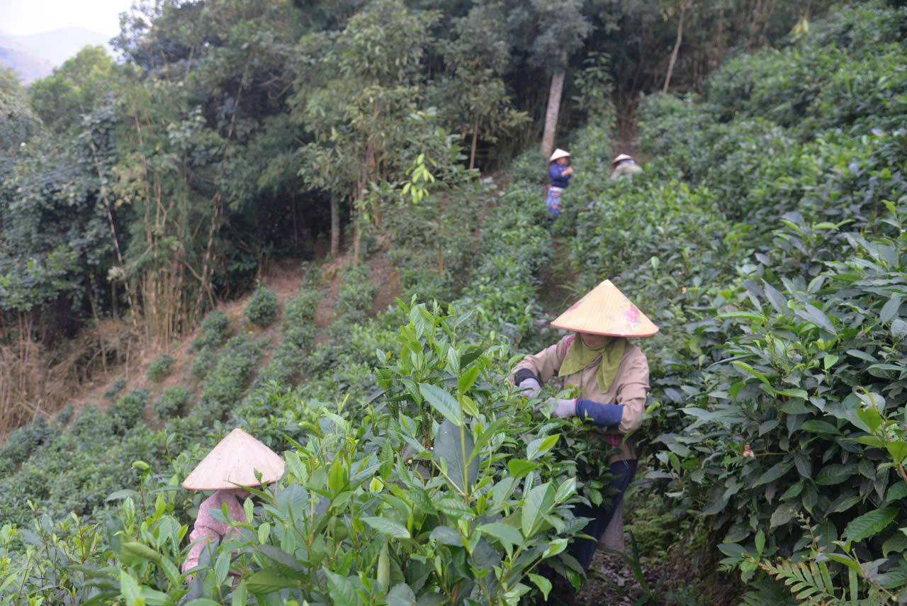 Chuyện người giữ vị chè Shan tuyết giữa núi rừng Tuyên Quang
