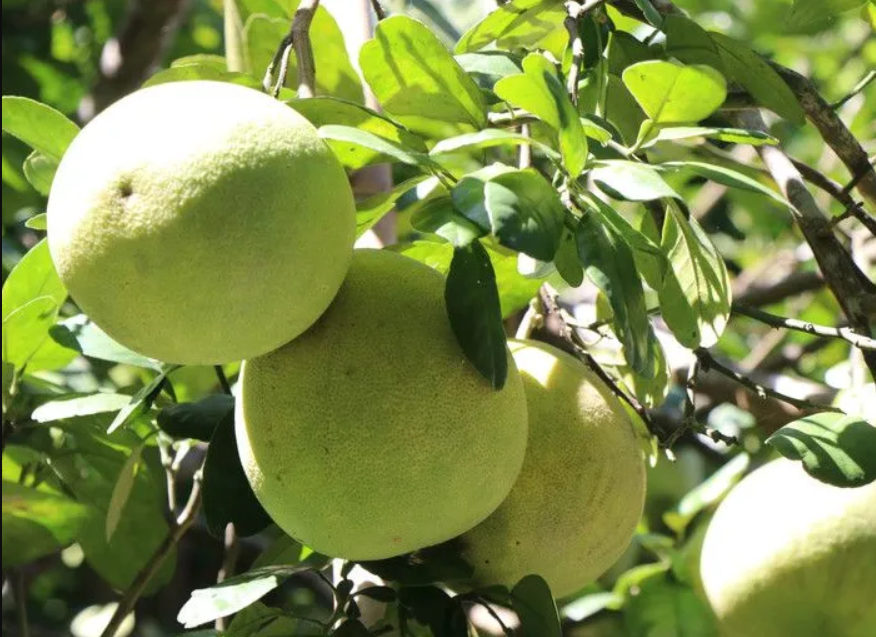 Infographic | Bưởi Việt Nam chính thức xuất khẩu vào Australia