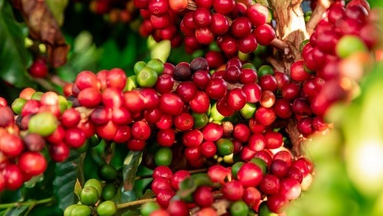 Giá cà phê tăng bật tăng mạnh, nguồn cung bị thắt chặt