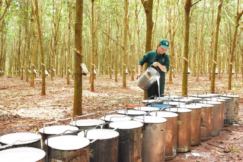 Giá cao su tăng nhẹ, lo ngại nguồn cung và địa chính trị hỗ trợ