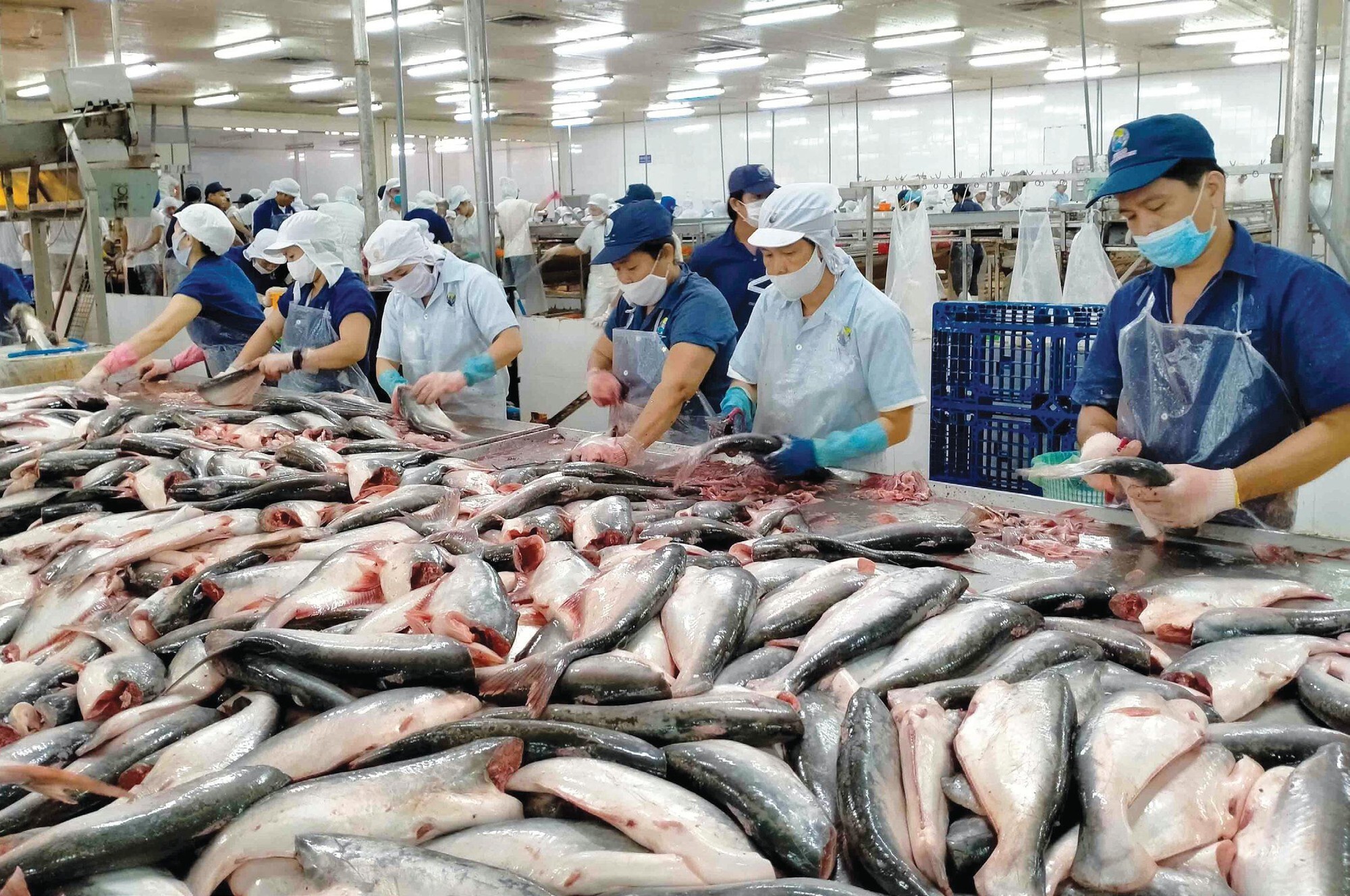 Hoàn thiện quy định hỗ trợ doanh nghiệp xuất khẩu thủy sản