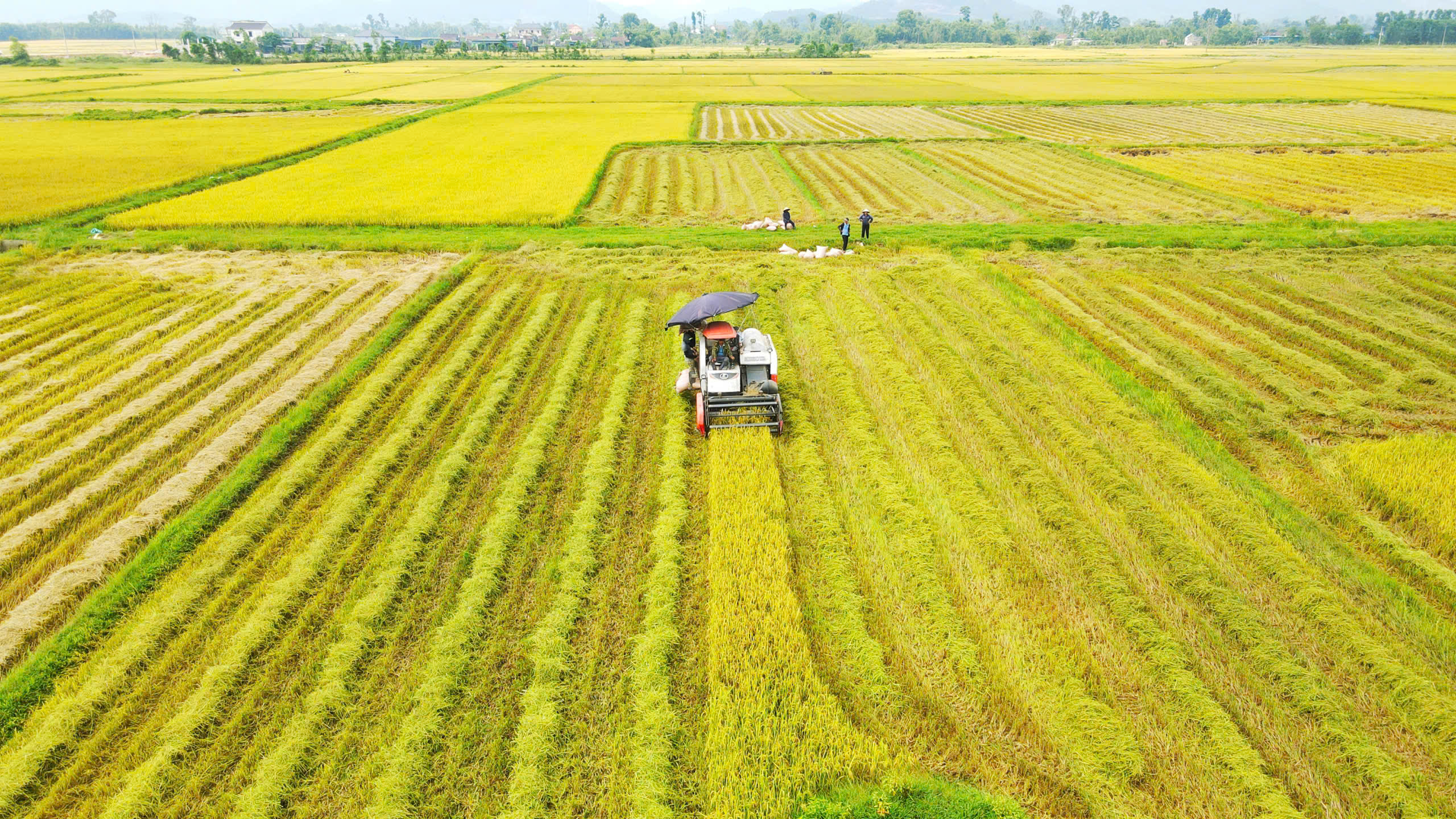 'Xuyên lễ' trên những cánh đồng lúa vàng ươm ở Hà Tĩnh