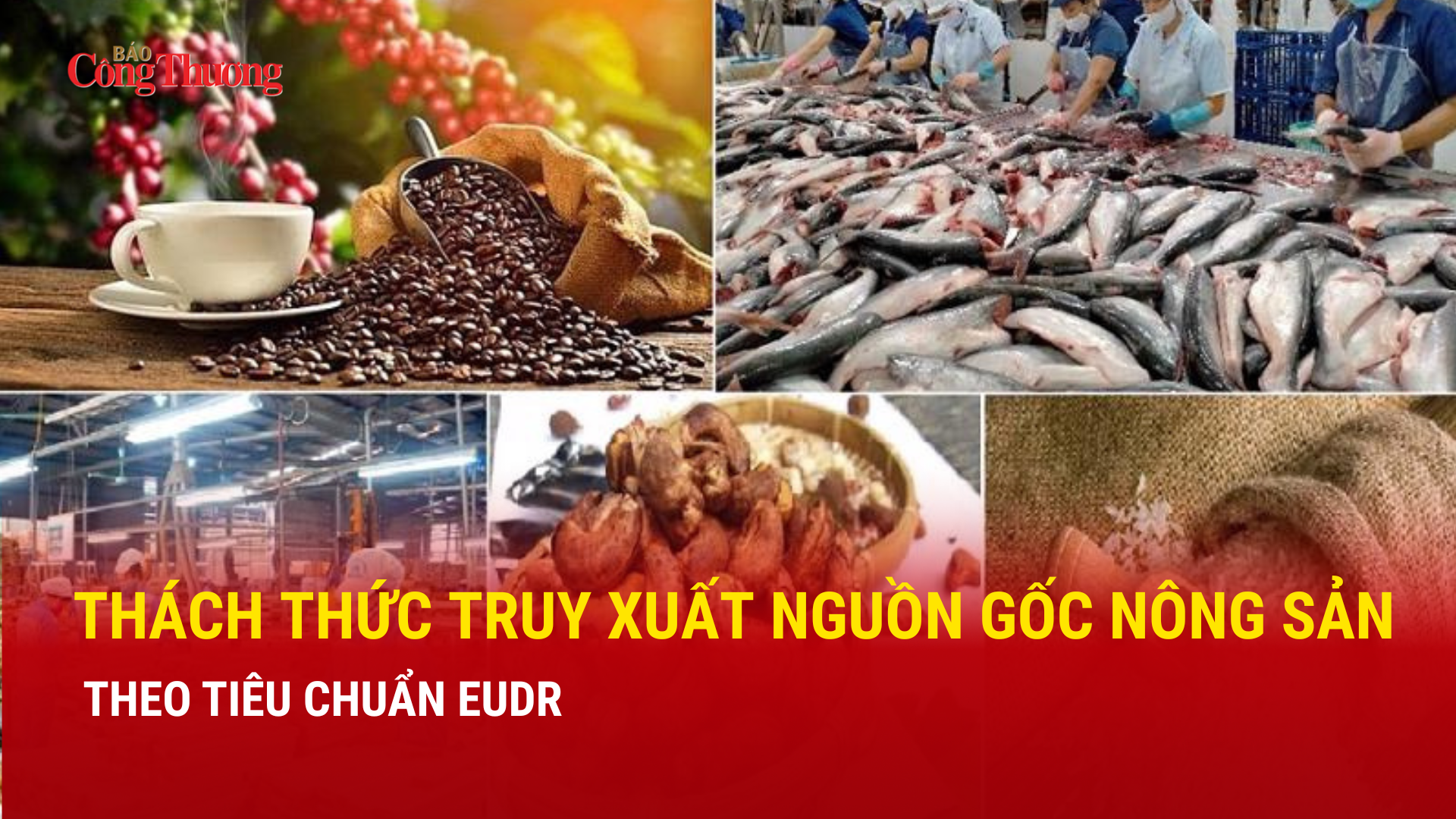 Thách thức truy xuất nguồn gốc nông sản theo tiêu chuẩn EUDR