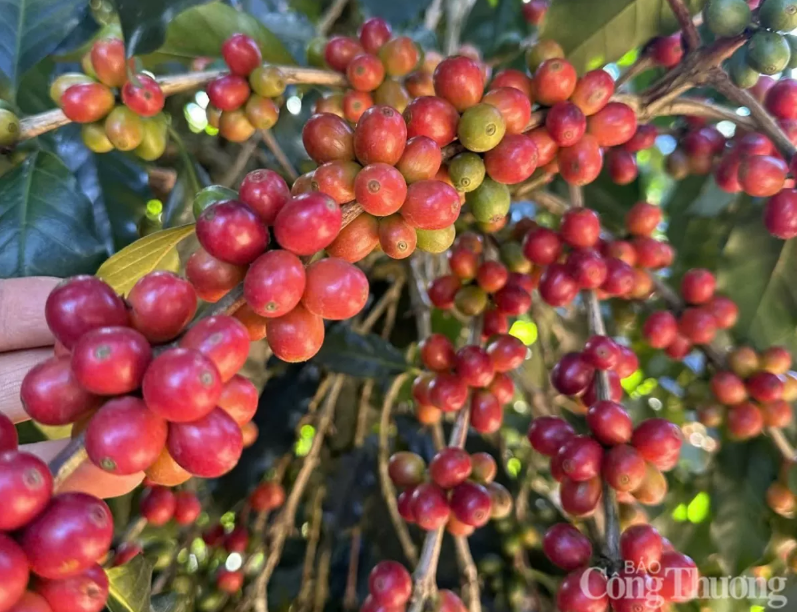 Giá cà phê thế giới tiếp tục giảm