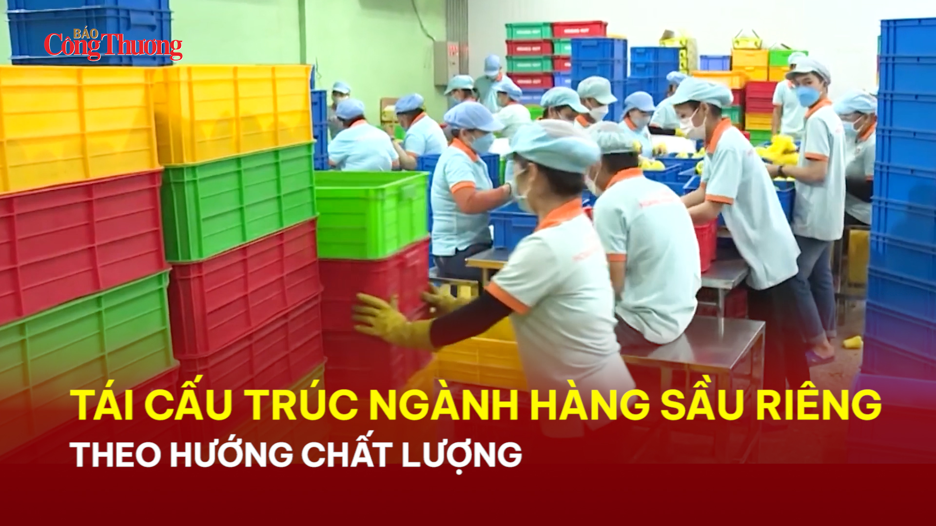 Tái cấu trúc ngành hàng sầu riêng theo hướng chất lượng