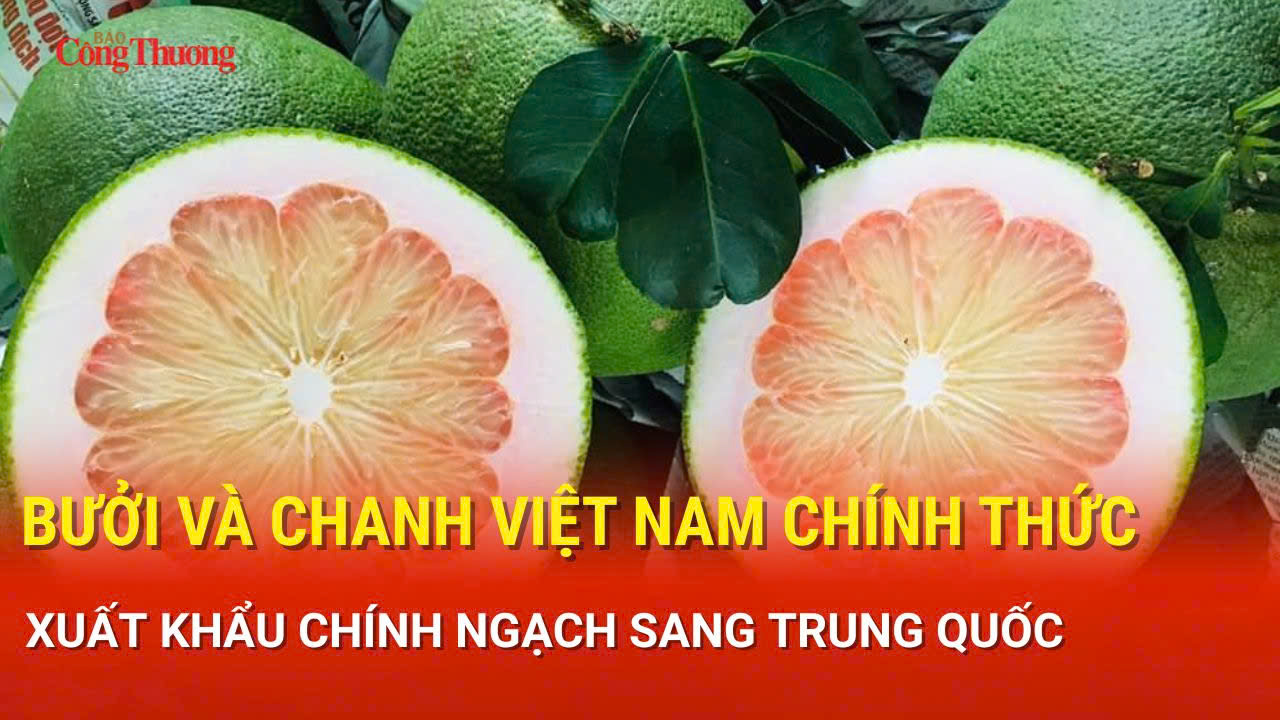  Bưởi, chanh Việt Nam chính thức xuất khẩu chính ngạch sang Trung Quốc