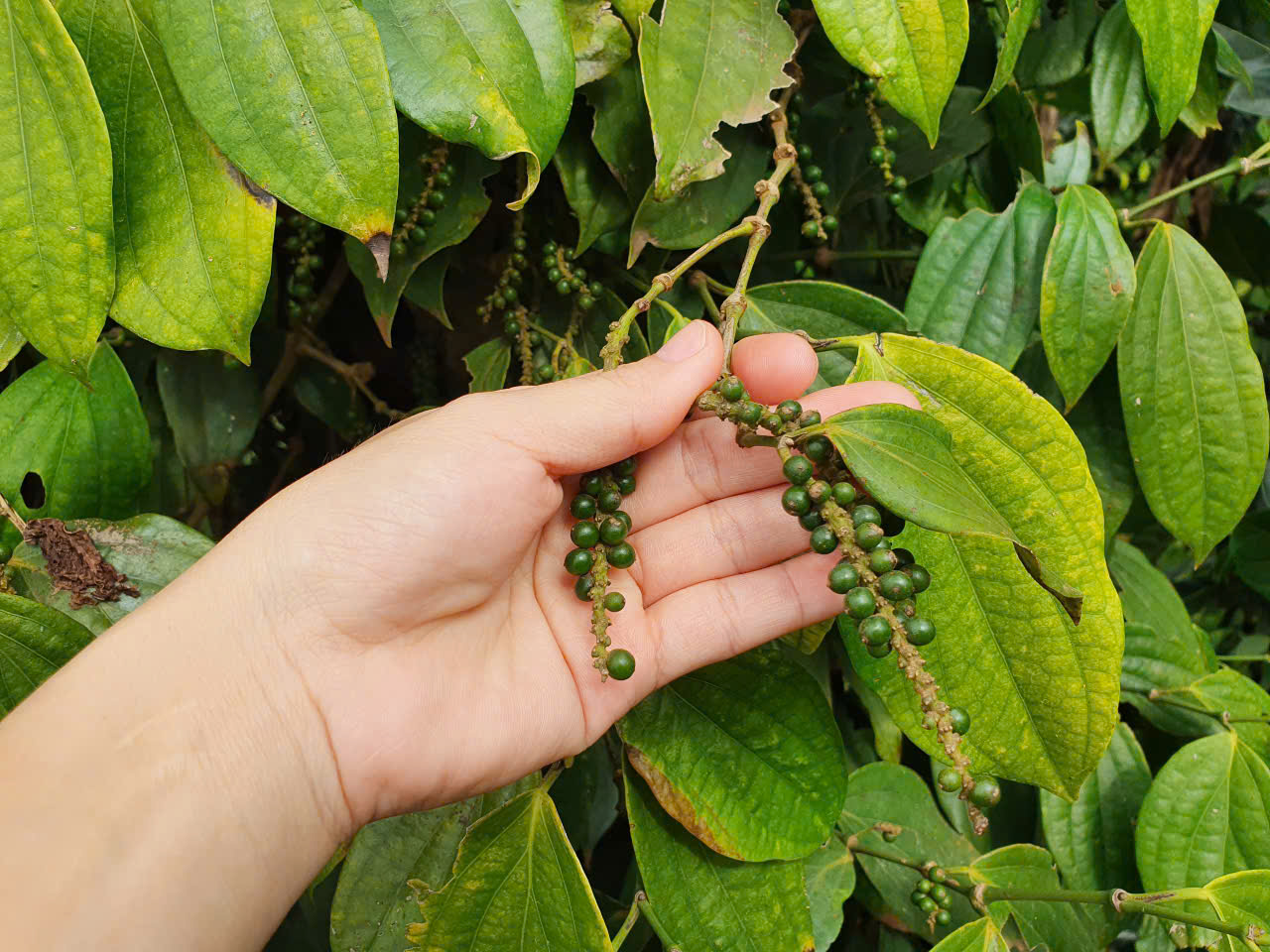 “Tấm hộ chiếu” đưa tiêu Tiên Phước vươn ra thị trường quốc tế