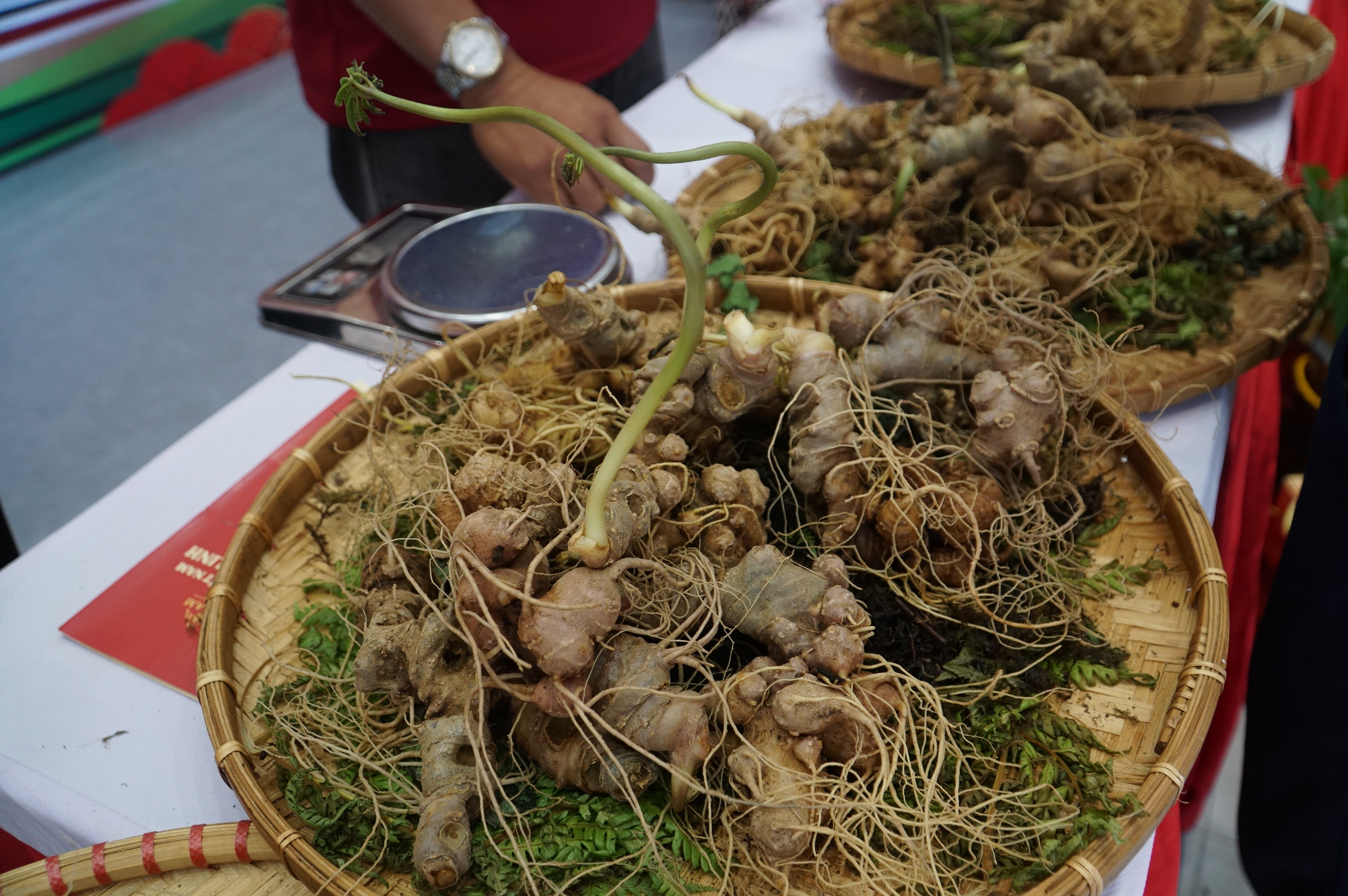 Đà Nẵng chi trăm tỷ để phát triển sâm Ngọc Linh và dược liệu
