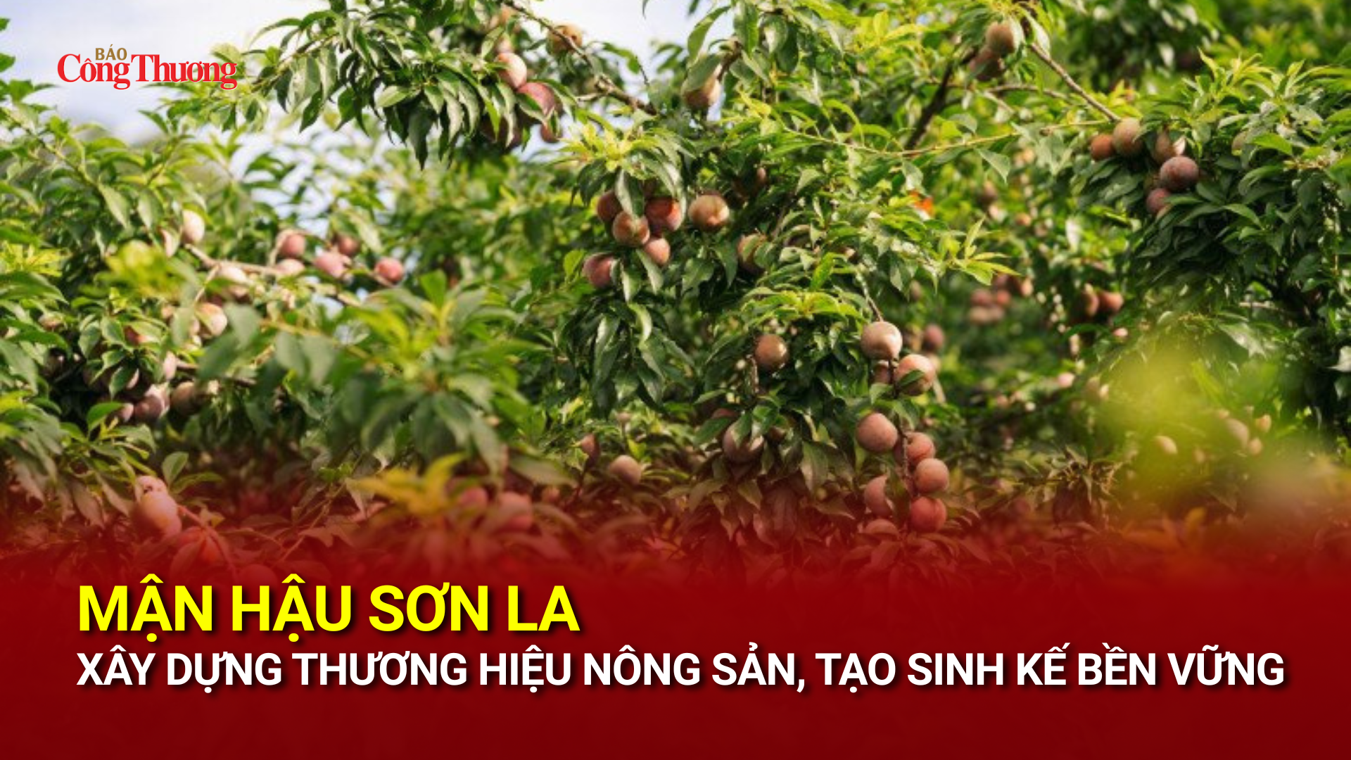 Mận hậu Sơn La xây dựng thương hiệu nông sản, tạo sinh kế bền vững