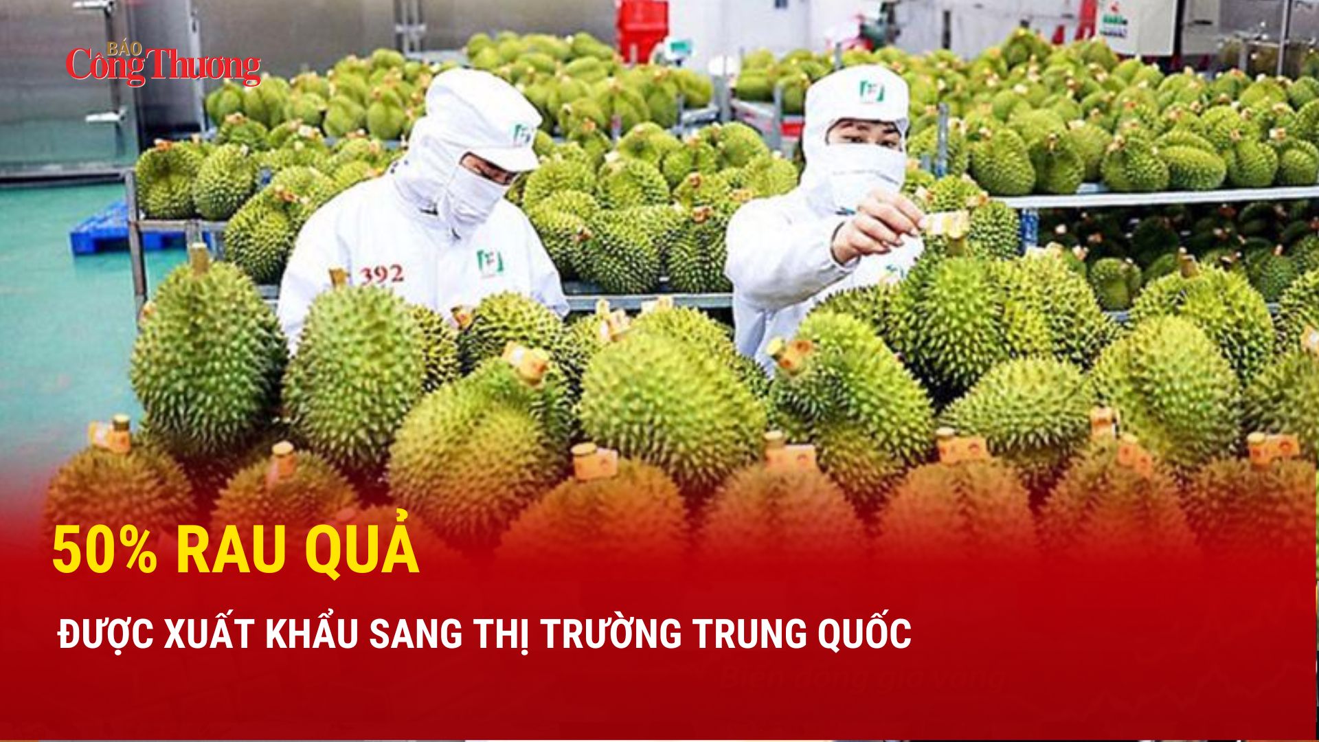 50% rau quả được xuất khẩu sang thị trường Trung Quốc