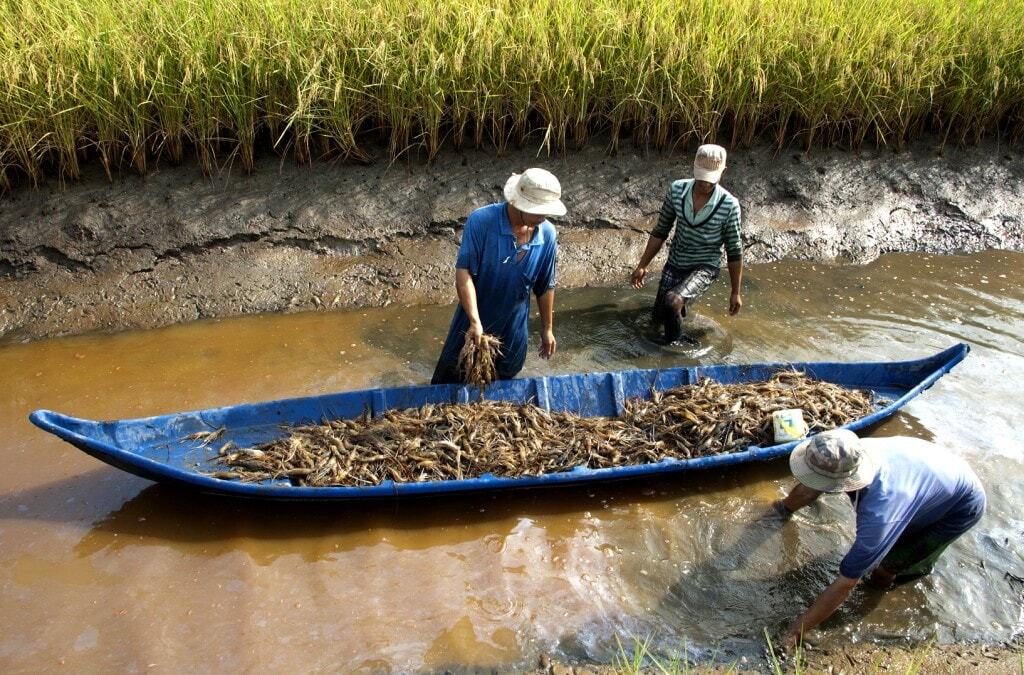 Cà Mau thúc đẩy liên kết chuỗi, mở rộng đầu ra cho nông sản