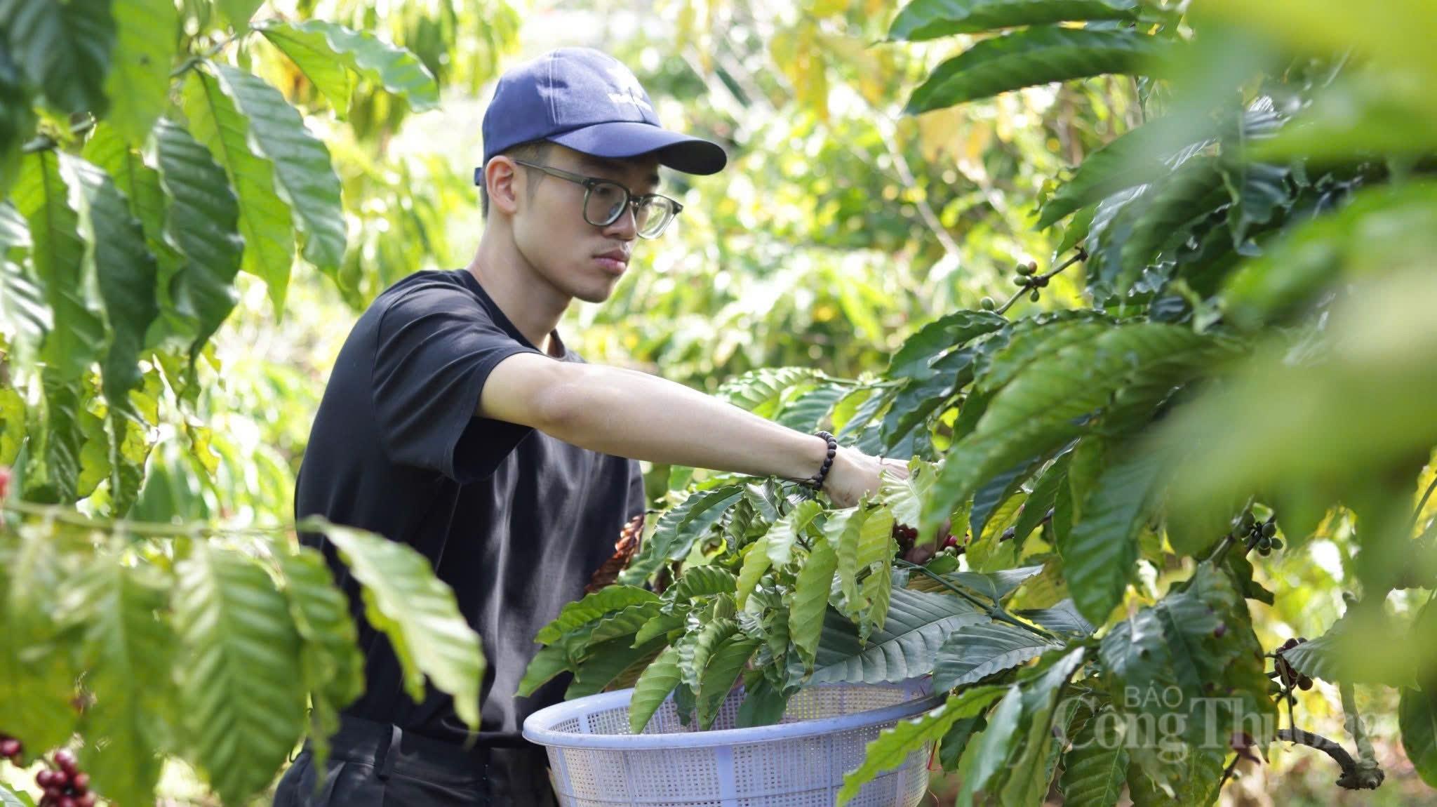 Giá cà phê hôm nay 10/6/2026: Giảm 700 đồng/kg