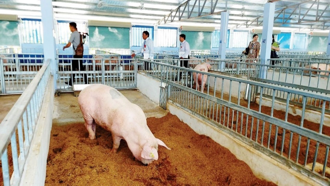 Giảm phát thải khí mê-tan từ lớp đệm lót trong chuồng trại