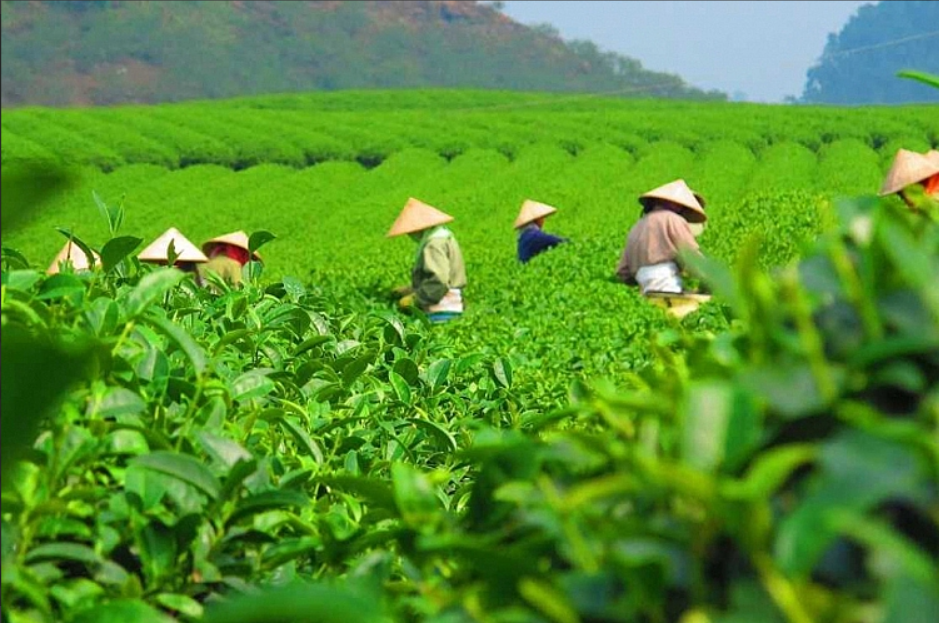 Giá chè xuất khẩu tăng gần 5%