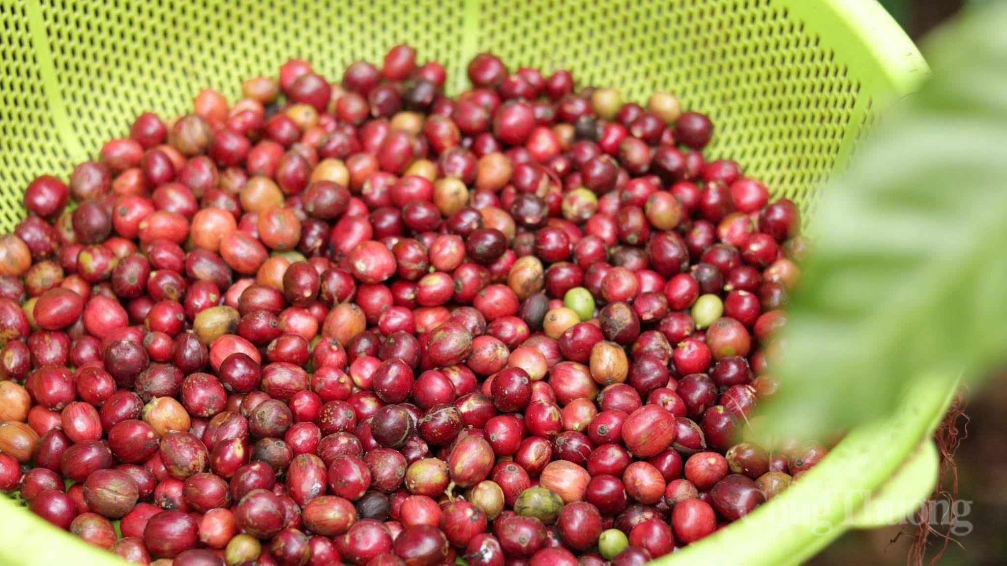 Giá cà phê hôm nay 17/6/2026: Arabica bật tăng mạnh mẽ