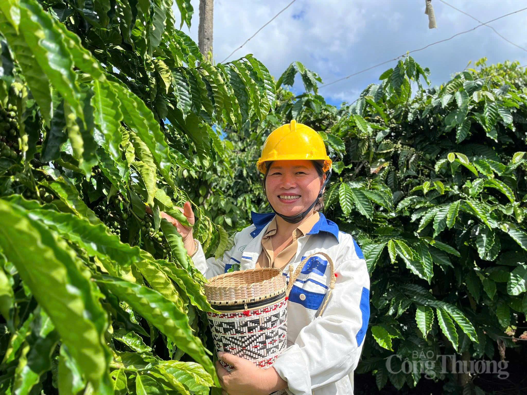 Giá cà phê hôm nay 22/6/2026: Giảm nhẹ 700 đồng/kg