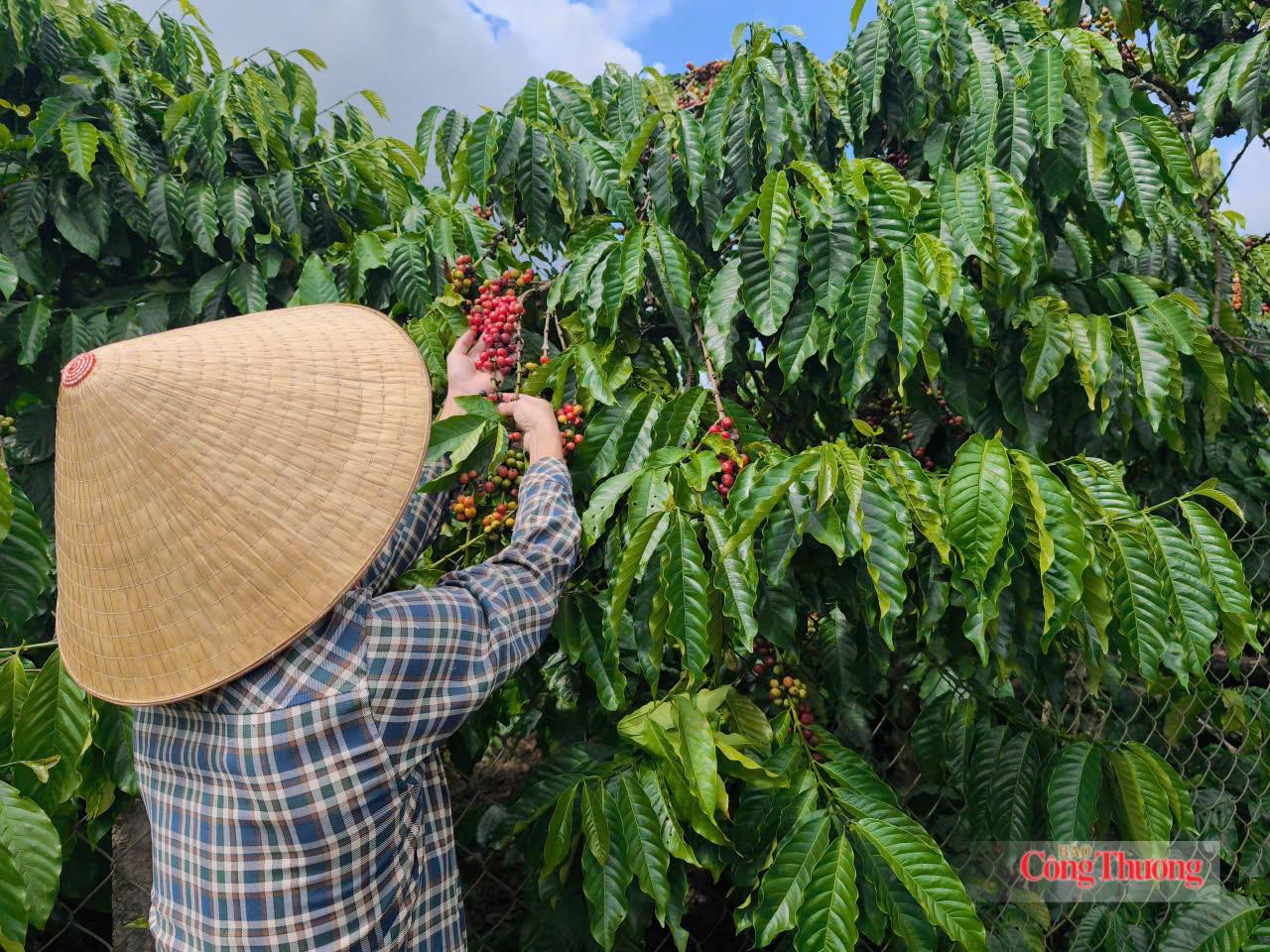 Giá cà phê hôm nay 27/6/2026: Tăng đồng loạt 1.000 đồng/kg