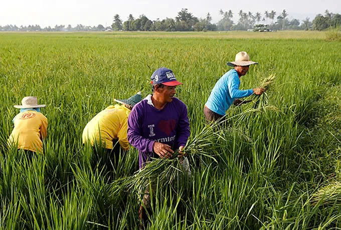 Philippines xem xét cấm nhập khẩu gạo tấm 5%