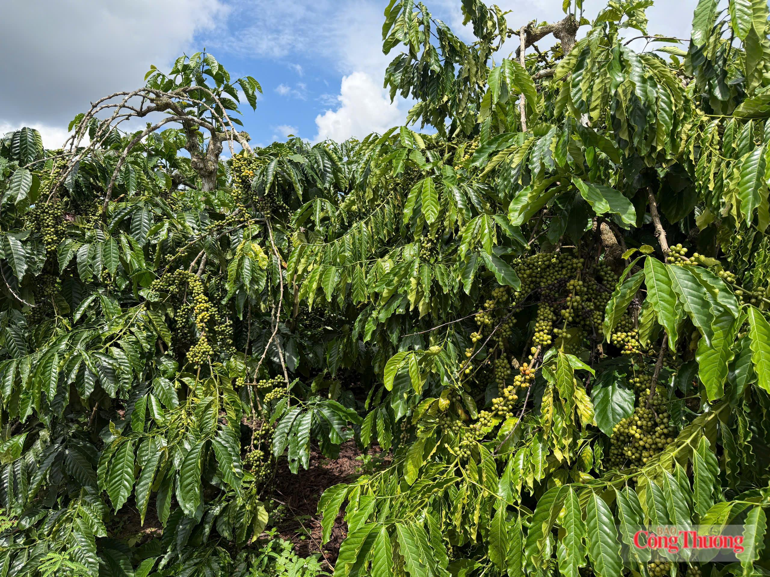 Giá cà phê hôm nay 16/7/2026: Tăng đồng loạt 1.200 đồng/kg