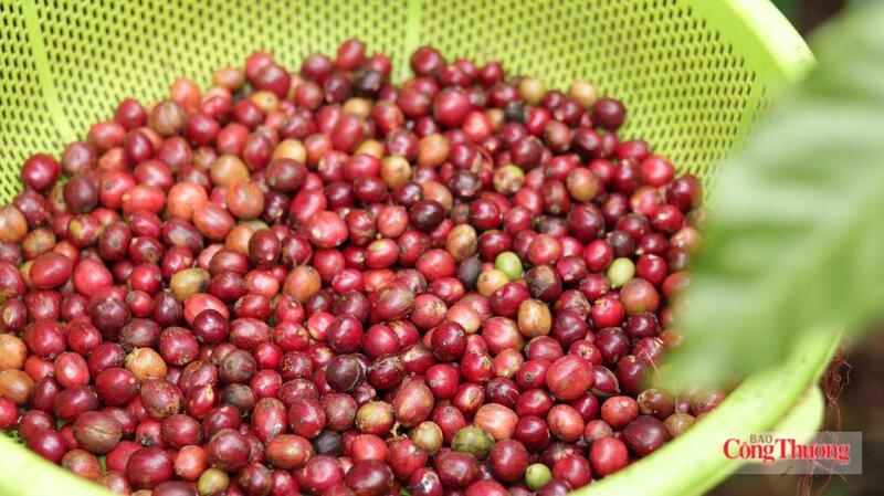 Giá cà phê thế giới đồng loạt giảm, thị trường chịu nhiều sức ép