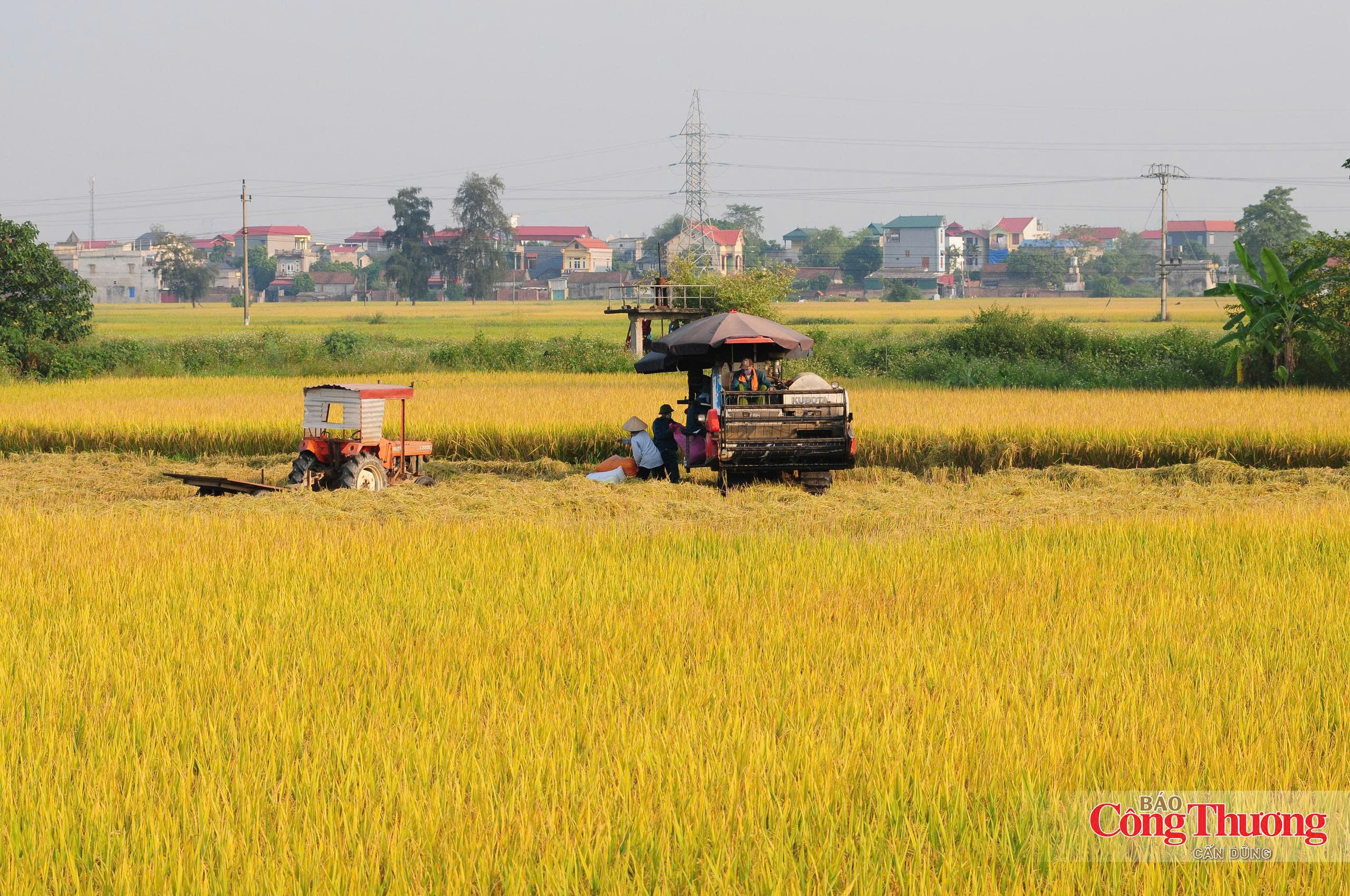 Cuộc 'cách mạng xanh' trên cánh đồng
