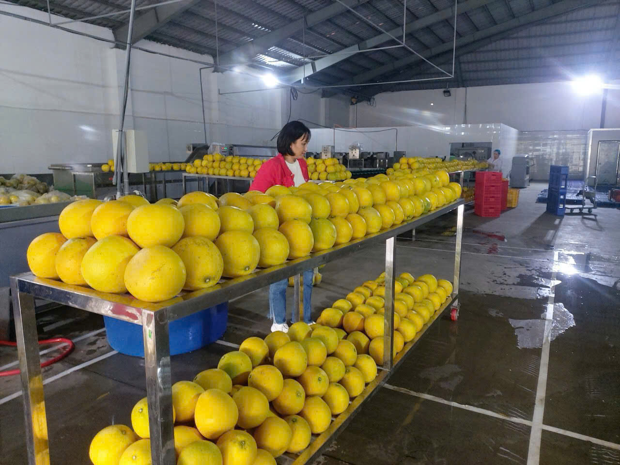 Chương trình OCOP 'mở đường' cho nông sản chinh phục thị trường