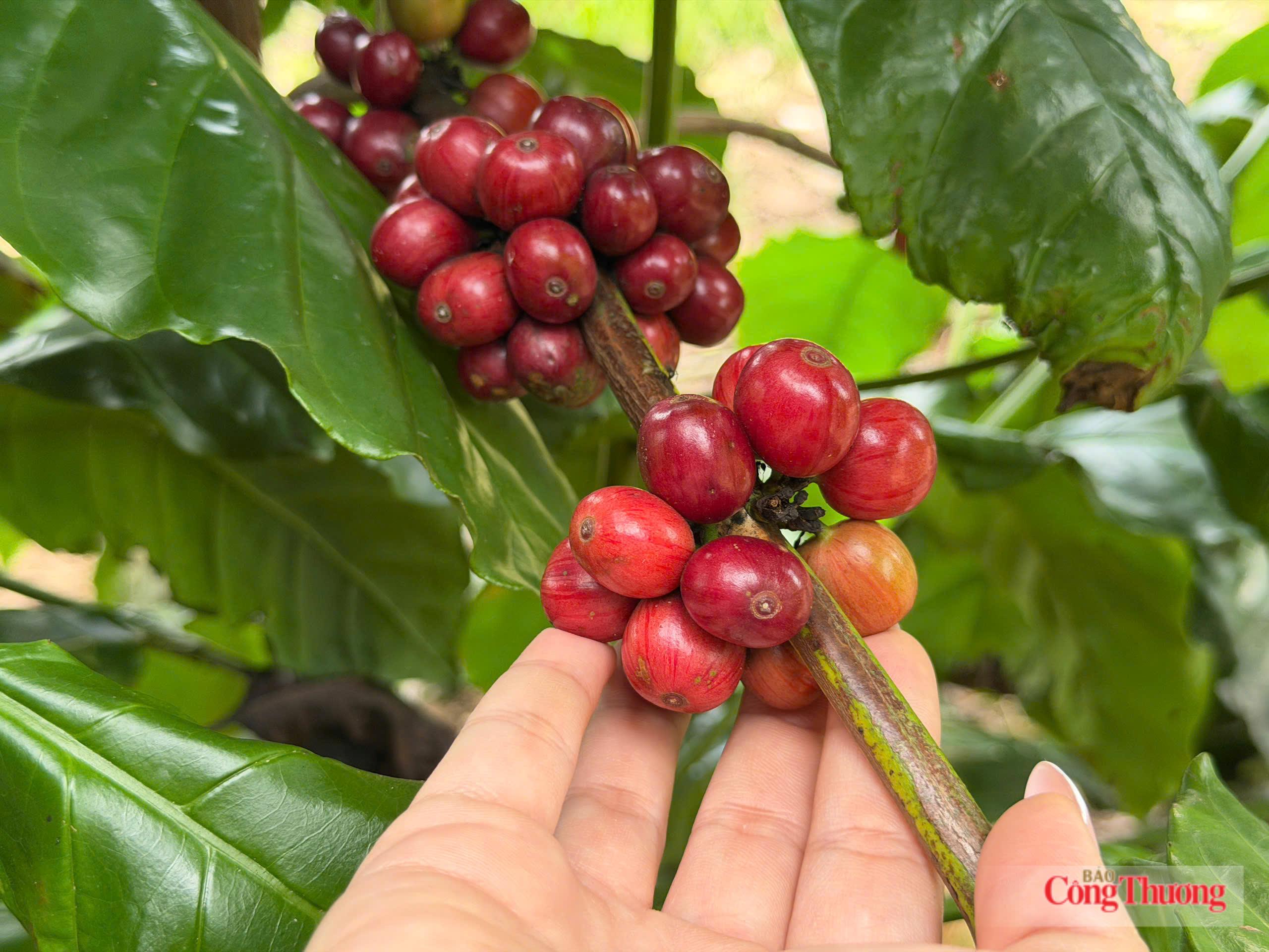 Giá cà phê hôm nay 21/7/2026: Đồng loạt tăng nhẹ 500 đồng/kg