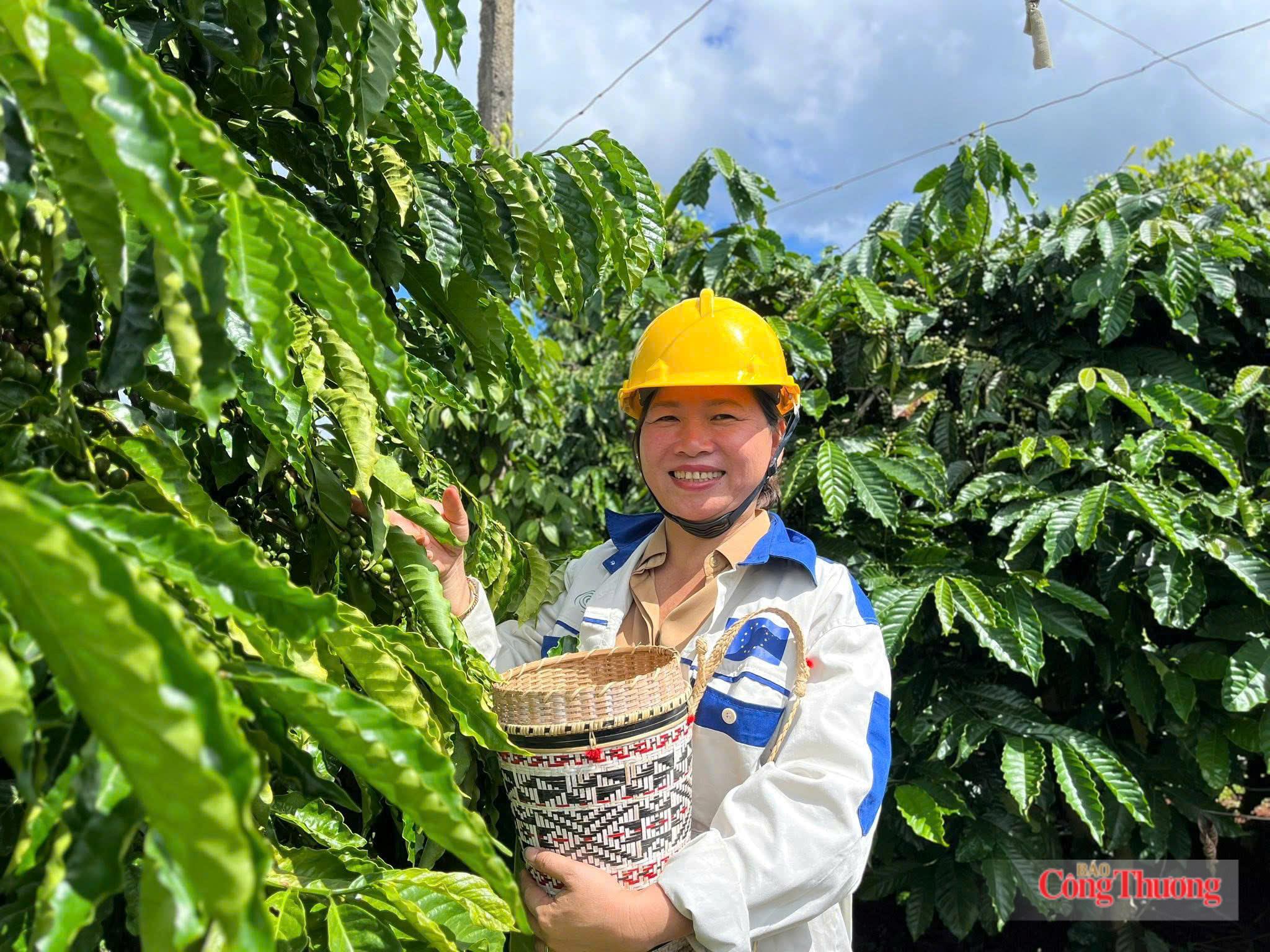 Giá cà phê hôm nay 23/7/2026: Giảm nhẹ phiên thứ hai liên tiếp
