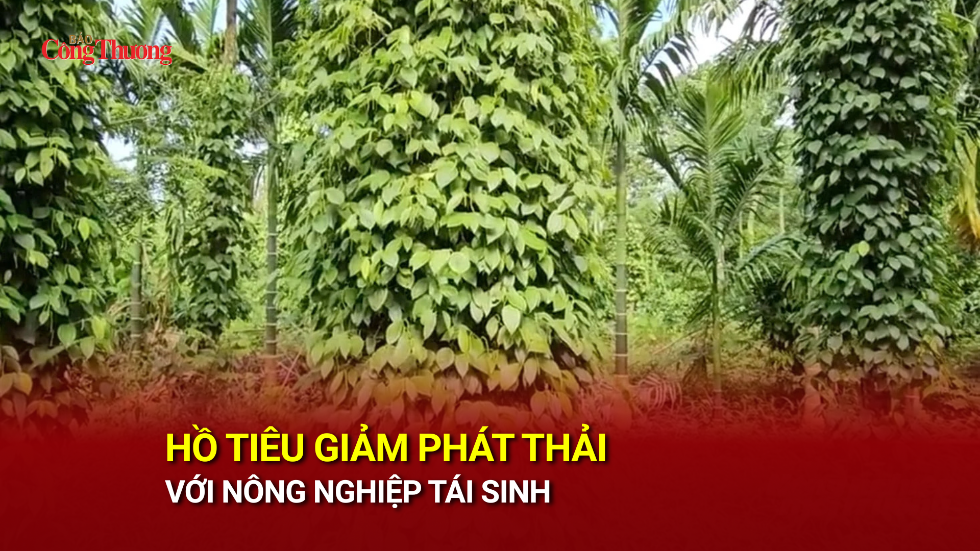 Hồ tiêu giảm phát thải với nông nghiệp tái sinh