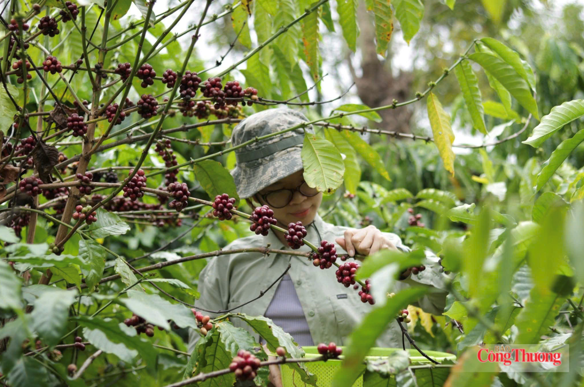 Giá cà phê hôm nay 27/7/2026: Dao động từ 95.300 - 95.800 đồng/kg