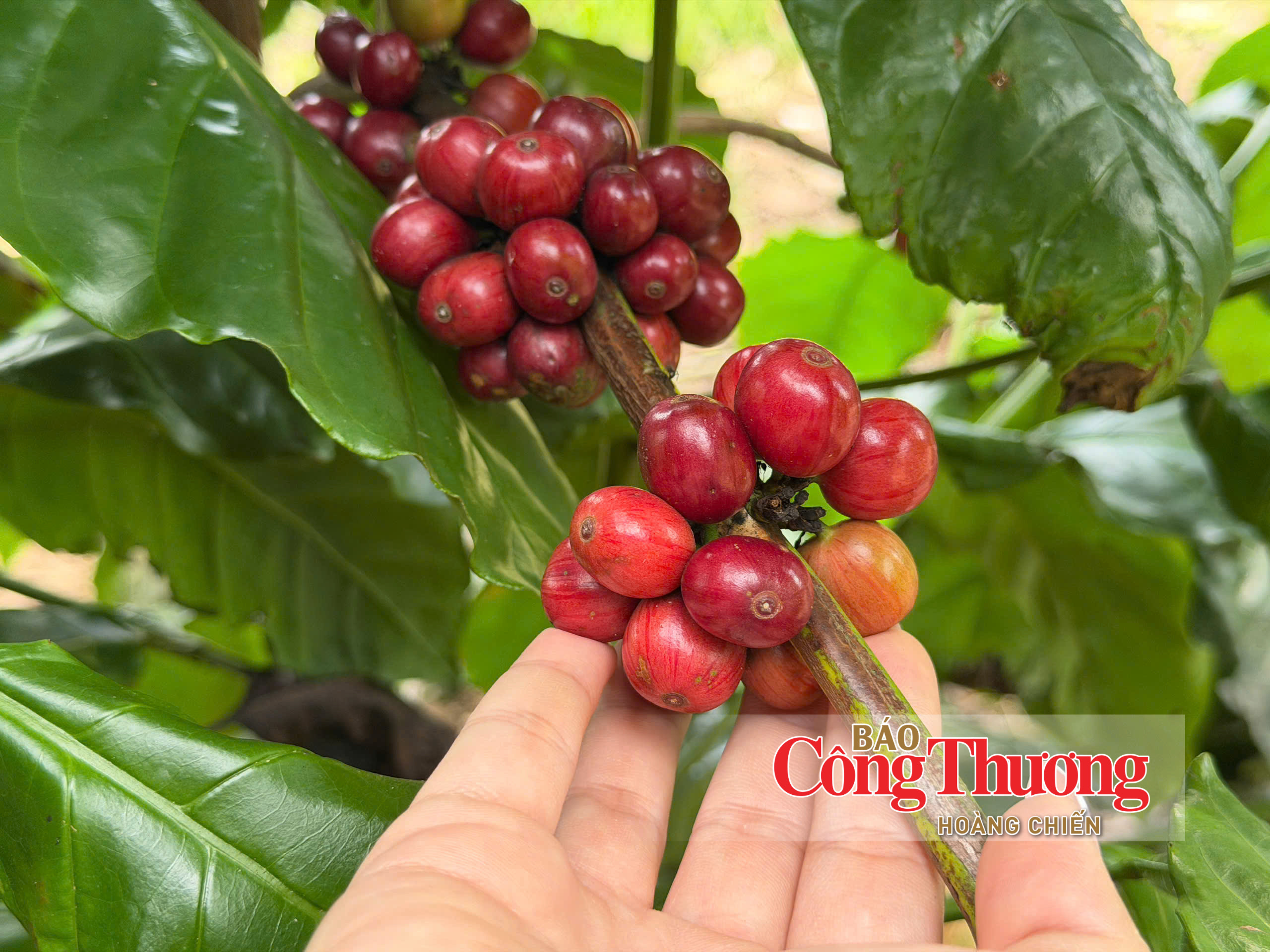 Giá cà phê hôm nay 28/7/2026: Tăng nhẹ 500 - 600 đồng/kg