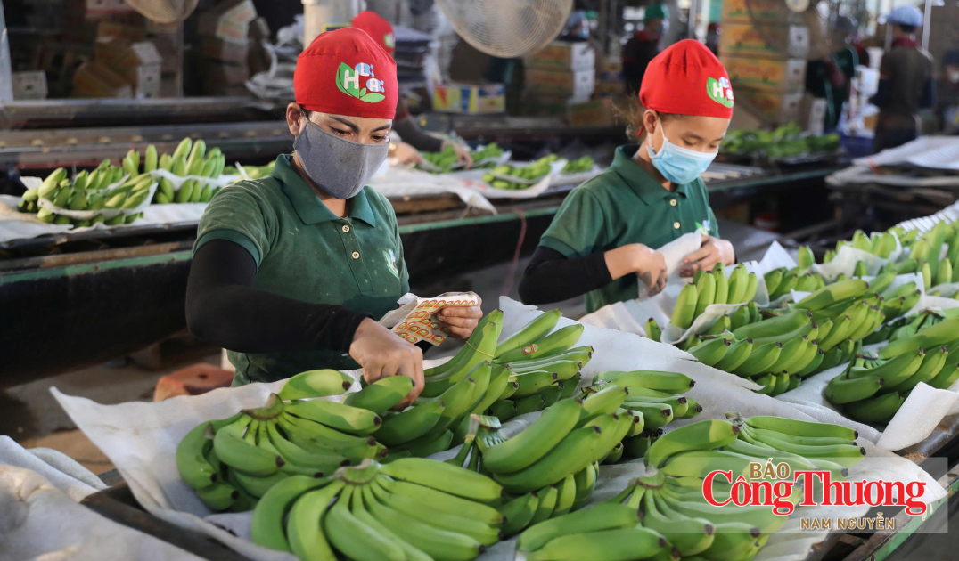 Xuất khẩu rau quả tươi của Thổ Nhĩ Kỳ lần đầu vượt 2 tỷ USD