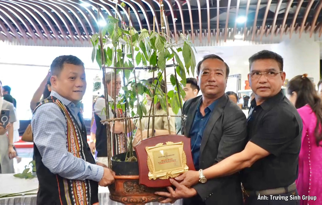 Doanh nghiệp Gia Lai trúng đấu giá cây sâm Ngọc Linh 35 năm tuổi làm thiện nguyện