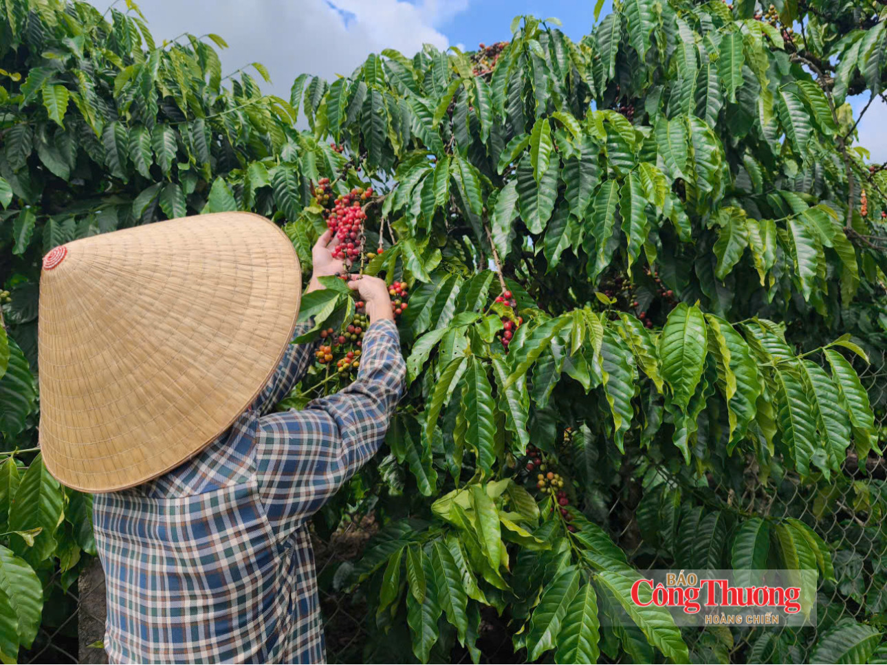 Giá cà phê hôm nay 8/8/2026: Tiếp đà giảm nhẹ 500 đồng/kg