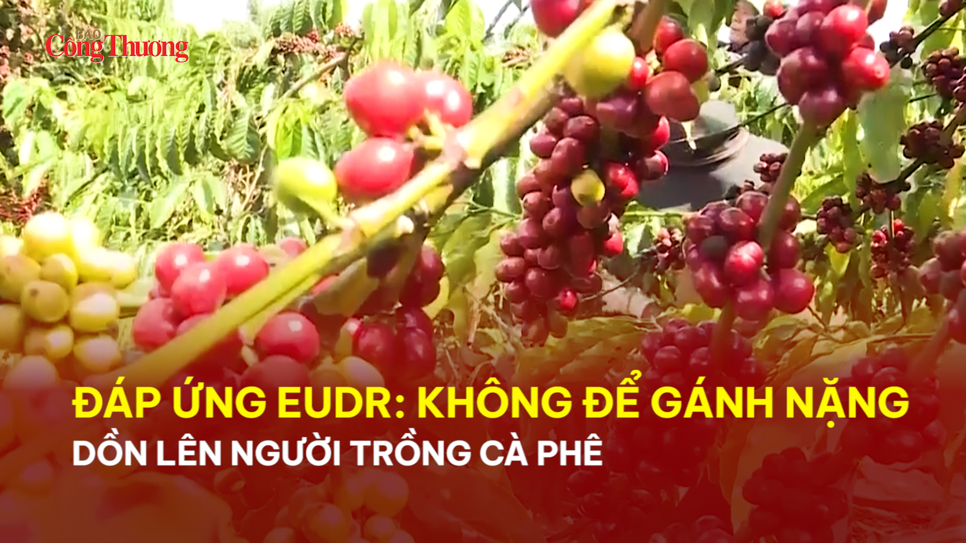 Đáp ứng EUDR: Không để gánh nặng dồn lên người trồng cà phê 