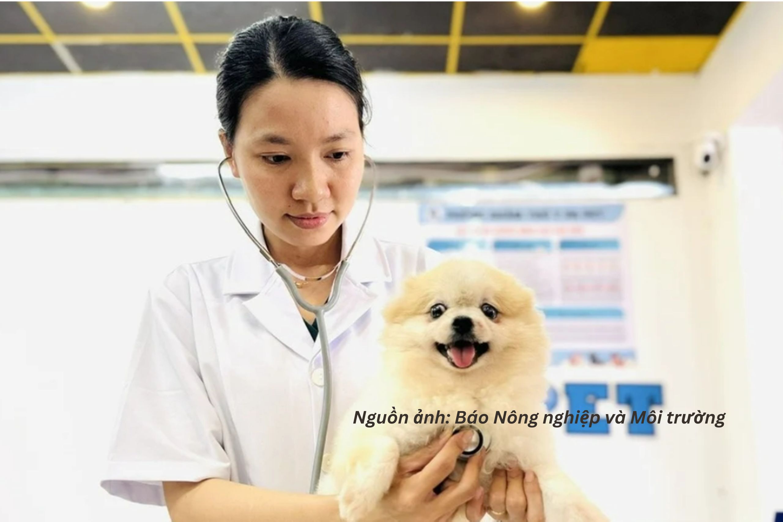 Ngành thú cưng tìm dư địa tăng trưởng từ hệ sinh thái dịch vụ