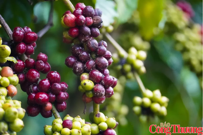 Nguồn cung thắt chặt đẩy giá cà phê thế giới đồng loạt tăng mạnh