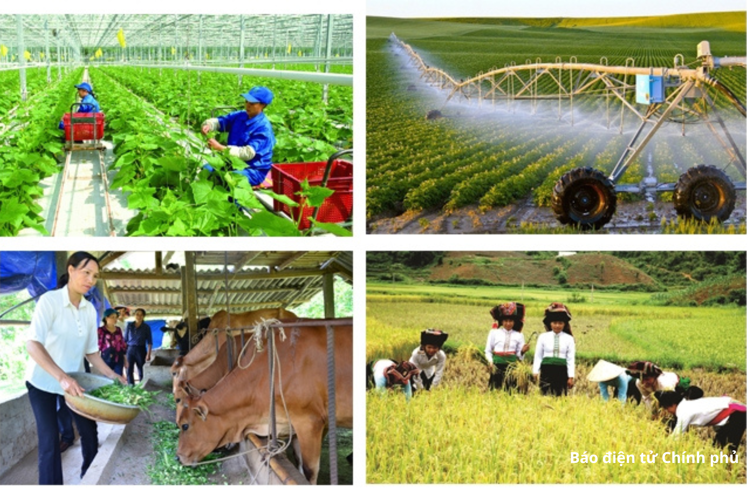 Sản xuất nông - lâm nghiệp 8 tháng duy trì ổn định